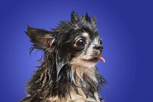 Lustig Aussehender Kleiner Hund Mit Herausgestreckter Zunge Der Mit Nassem — Stockfoto