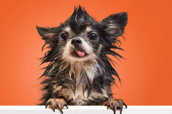 Lustiger Niedlich Aussehender Kleiner Hund Mit Herausgestreckter Zunge Der Mit — Stockfoto