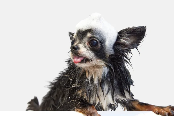 Funny Cute Chihuahua Tongue Sticking Out Standing Wet Fur Soap — Stock Photo, Image