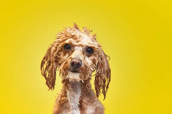Cute Little Poodle Standing Wet Fur Soap Bath Yellow Background — Stock Photo, Image