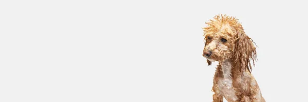 Pequeno Belo Poodle Com Pele Molhada Sabão Após Banho Contra — Fotografia de Stock