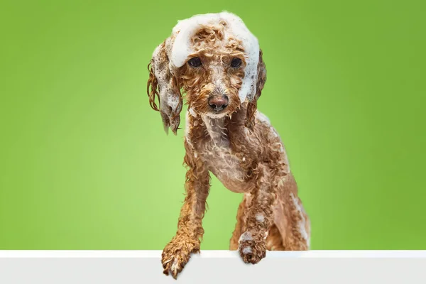Funny Looking Little Poodle Standing Wet Fur Soap Taking Bath — Stock Photo, Image