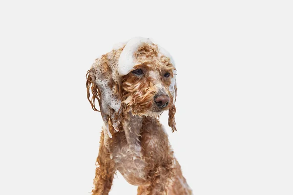 Cute Funny Looking Smart Poodle Standing Wet Fur Soap Taking — Stock Photo, Image