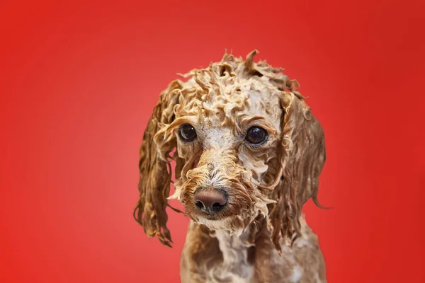 Funny Looking Cute Little Poodle Standing Wet Fur Soap Taking — Stock Photo, Image