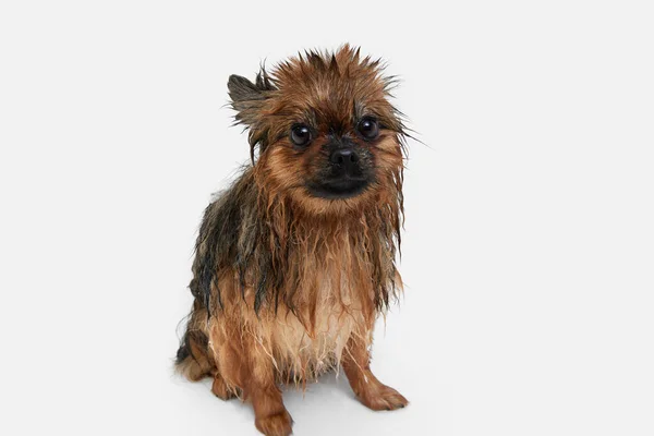 Funny little dog taking bath, standing with wet fur against white background. Morning routine . Concept of domestic animal, care, grooming, pets love, animal life. Copy space for ad.