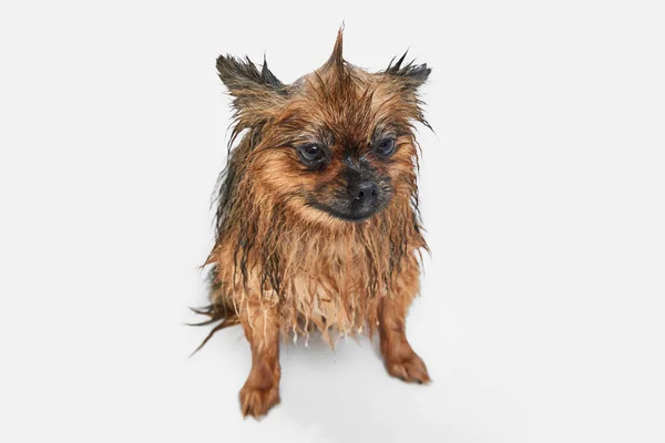 Lustiger Kleiner Hund Badet Mit Nassem Fell Vor Weißem Hintergrund — Stockfoto