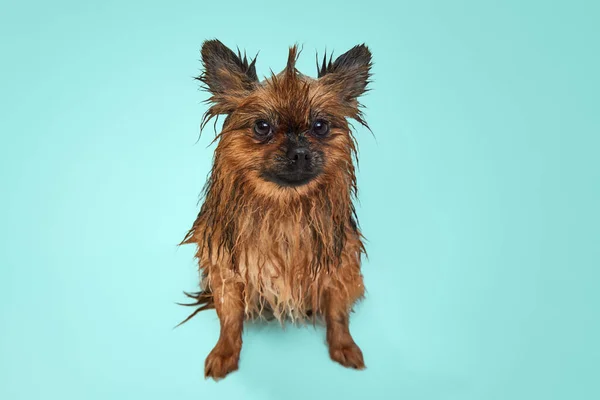 Funny Little Dog Standing Wet Fur Bath Green Background Angry — Stock Photo, Image