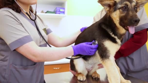 Kvinna Läkare Veterinär Lyssnar Hunden Med Ett Stetoskop Kliniken Hand — Stockvideo
