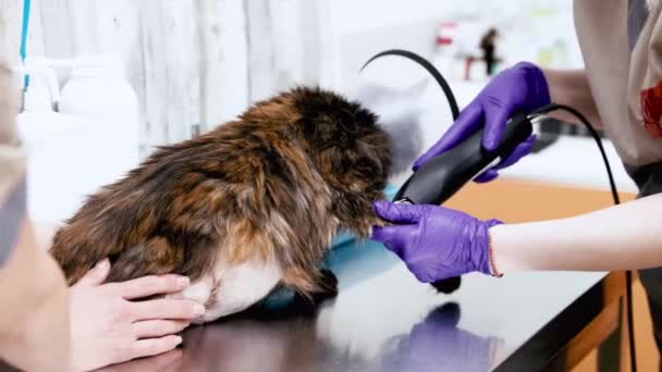 Médicos Veterinarios Afeitando Patas Gatos Para Hacer Inyecciones Antes Del — Vídeos de Stock