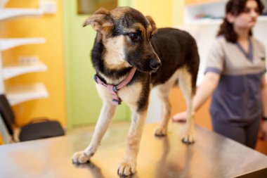 Şirin, güzel, sakin köpek veteriner kliniğindeki masada duruyor. Doktorlar sağlık kontrolü, muayene ve evcil hayvanlara yardım ediyor. İlaç, veterinerlik, hayvan bakımı, sağlık