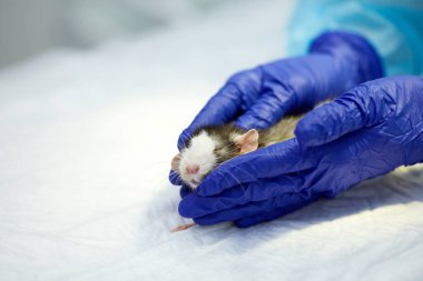 Doktor, veteriner hasta fareyle ilgileniyor. Ameliyat masasında yatan bir hayvan. Cerrah, evcil hayvanı ameliyata hazırlıyor. Hayvanlara bakmak. Tıp kavramı, veterinerlik, hayvan bakımı, sağlık, meslek