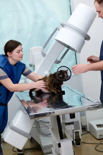 Veterinarians, doctors checking pets health after surgery. Sterilization of domestic animals. Cat wearing medical protective collar. Concept of medicine, veterinary, pets care, health, profession