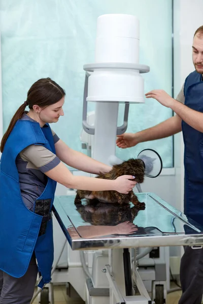 Veterinarians, doctors checking pets health after surgery. Sterilization of domestic animals. Cat wearing medical protective collar. Concept of medicine, veterinary, pets care, health, profession