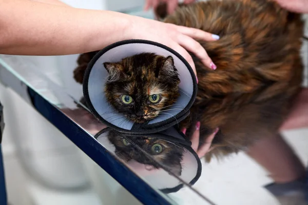 Kočka Sterilizační Operaci Veterinářské Klinice Nálevkový Obojek Domácí Kočka Operaci — Stock fotografie