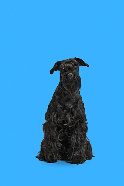 黒リーゼンシュナウザー犬のスタジオイメージが落ち着いて座っていると青の背景に興味を持って見て ペットケア 動物生活の概念 — ストック写真