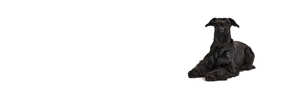 Зображення Розумних Красивих Серйозних Чорних Собак Різеншнаузера Лежить Підлозі Проти — стокове фото