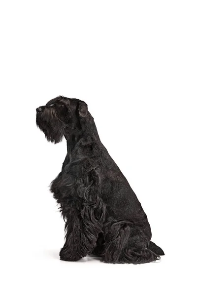 Studio Beeld Van Zwarte Riesenschnauzer Hond Rustig Zitten Met Een — Stockfoto