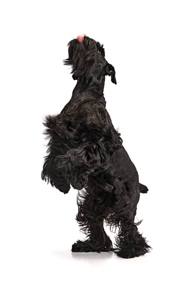 Studio Afbeelding Van Zwarte Riesenschnauzer Hond Staande Achterpoten Met Tong — Stockfoto