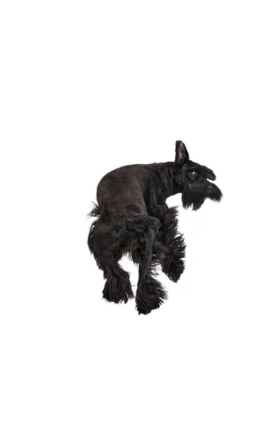 Studio Εικόνα Του Αστείο Χαριτωμένο Μαύρο Σκυλί Riesenschnauzer Τρέχει Μακριά — Φωτογραφία Αρχείου
