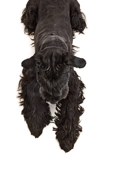 Ansicht Von Oben Atelierbild Eines Schwarzen Pelzigen Riesenschnauzerhundes Der Ruhig — Stockfoto