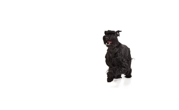 Studio Εικόνα Του Όμορφη Χαμογελαστή Ευτυχισμένη Μαύρο Riesenschnauzer Σκυλί Χαρούμενα — Φωτογραφία Αρχείου