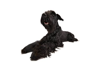 Zeki, güzel, gülümseyen, siyah Riesenschnauzer köpeğinin beyaz arka plana uzanmış halinin stüdyo görüntüsü. Evcil hayvan kavramı, hareket, eylem, hayvan bakımı, hayvan hayatı.
