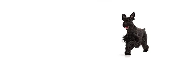 Студийный Образ Активной Улыбчивой Счастливой Собаки Аузер Весело Бегающей Белом — стоковое фото