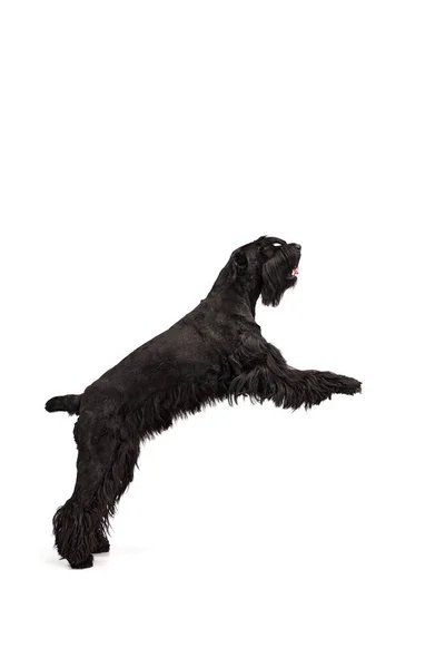 Studio Beeld Van Actieve Slimme Zwarte Riesenschnauzer Hond Beweging Springen — Stockfoto