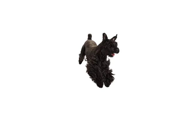 Studiobild Eines Aktiven Smarten Schwarzen Riesenschnauzerhundes Bewegung Springend Laufend Vor — Stockfoto
