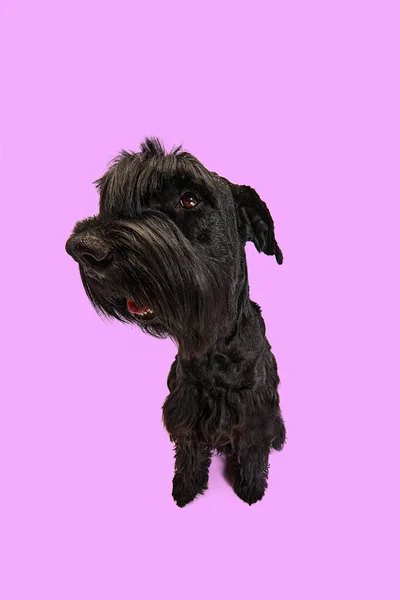 工作室里的形象滑稽的狗 黑色的Riesenschnauzer坐着 看着紫色的背景 宠物照料 动物生命的概念 — 图库照片