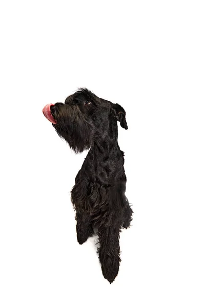 Studio Afbeelding Van Zwarte Riesenschnauzer Hond Rustig Steken Met Tong — Stockfoto