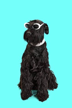 Komik köpeğin stüdyo görüntüsü, siyah Riesenschnauzer oturuyor, şık güneş gözlüğü takıyor ve arka planda kömür var. Evcil hayvan kavramı, hareket, eylem, hayvan bakımı, hayvan hayatı.