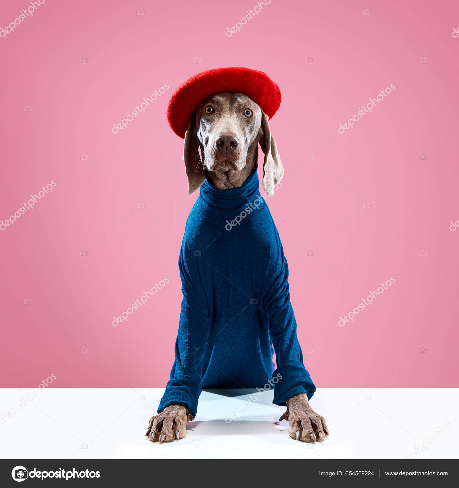 Weimaraner costume top