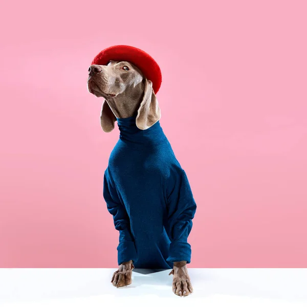 Kind eyes of Weimaraner with brown fur wearing stylish costume with red beret over pink background. Dog clothes. Pet Supplies. Concept of friend, fashion, love, ad, care and animal health concept