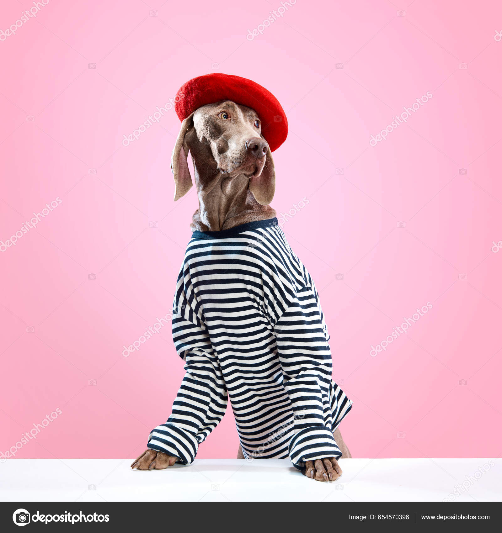 Weimaraner costume top