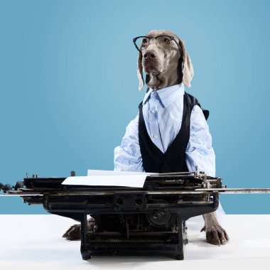 Takım elbiseli, gözlüklü, patronluk taslayan bir köpek, mavi stüdyo arka planında daktilonun başında oturuyor. Hayvanları insanlarla karşılaştırmak. Aşk kavramı, hayvan bakımı, hayvan sağlığı, moda, reklam