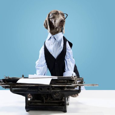Komik köpek Weimaraner 'ın portresi iş adamı gibi giyinmiş mavi stüdyo arka planında daktiloyla. Patron bir evcil hayvanın komik tasviri. Aşk kavramı, hayvan sağlığı, moda, yaratıcılık, reklam