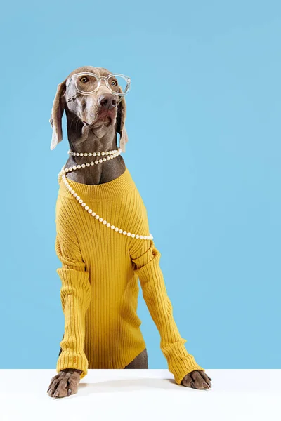 Funny Pet Weimaraner Brown Shine Fur Wearing Eyeglasses Necklace Posing — Stock Photo, Image