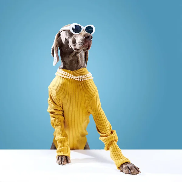 时尚时尚的威玛琳 戴着太阳镜 在蓝色的工作室背景上看起来像个模特 最好的毛茸茸的朋友穿好衣服的狗宠物的衣服 照料和动物健康概念 — 图库照片