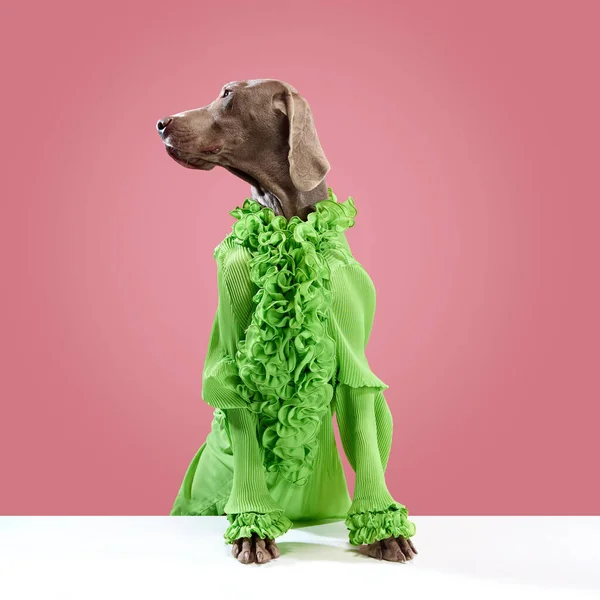 ピンクのスタジオの背景を眺めながらスタイリッシュな服を着た茶色の輝きの毛皮を持つWeimaraner スタイリッシュな動物の服 グルーミング手順後の犬 動物のケア ファッション 広告コンセプト — ストック写真