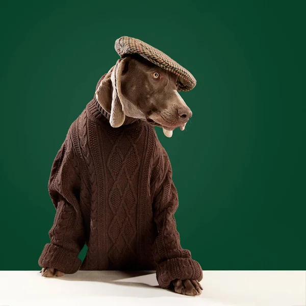 Grappig Portret Van Hond Weimaraner Met Bruine Warme Trui Stijlvolle — Stockfoto