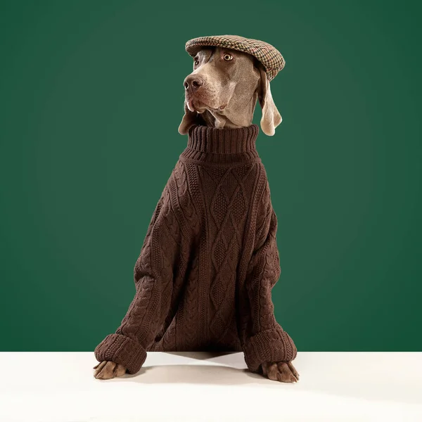茶色の暖かいセーターと緑の背景を見下ろすスタイリッシュな帽子を身に着けている光沢のある毛皮を持つ魅力的な犬の肖像画 ペット 動物の健康管理 グルーミング手順の概念 — ストック写真