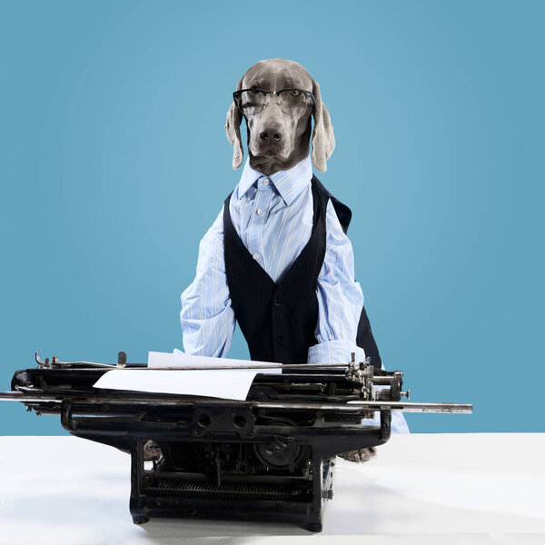 Perro Mandona Retrato Weimaraner Vestido Hombre Negocios Con Anteojos Posando — Foto de Stock