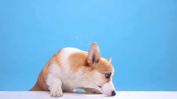 健康なペット 青を背景に透明なガラスに食べ物を舐めるかわいい 美しいコーギー犬 動物の生活の概念 広告のコピースペース — ストック動画