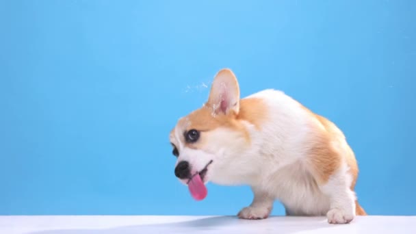 Dinner Time Cute Little Beautiful Corgi Dog Licking Food Transparent — Stock Video