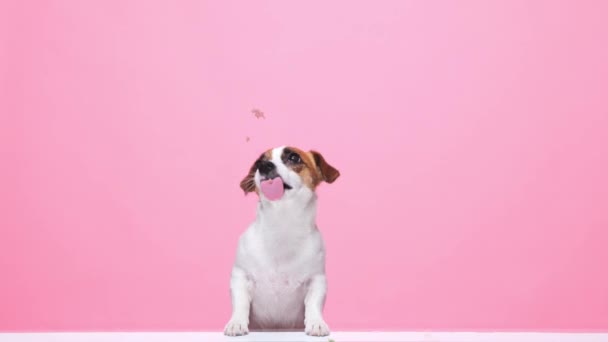 かわいい 純粋なジャック ラッセル ドッグは 透明なガラスの反対側のピンクの背景から食べ物を舐めます 面白い銃口だ 動物の生活の概念 広告のコピースペース — ストック動画