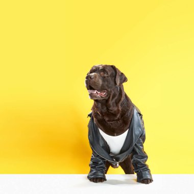 Özenli, saf çikolata rengi labrador insan kıyafetleri giymiş, sarı stüdyo arka planında deri ceket giymiş. Hayvanlar, hayvan modası, sanat, tarz kavramı. İlan için alanı kopyala