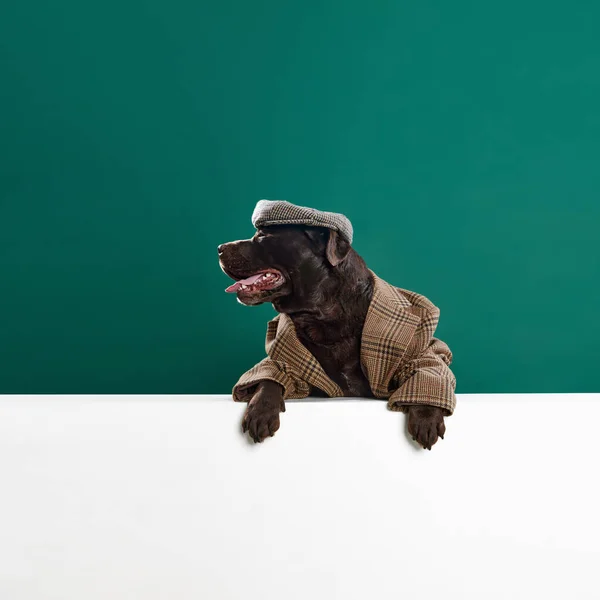 Chocolate Colored Beautiful Labrador Retro Jacket Cap Posing Green Studio — Stock Photo, Image