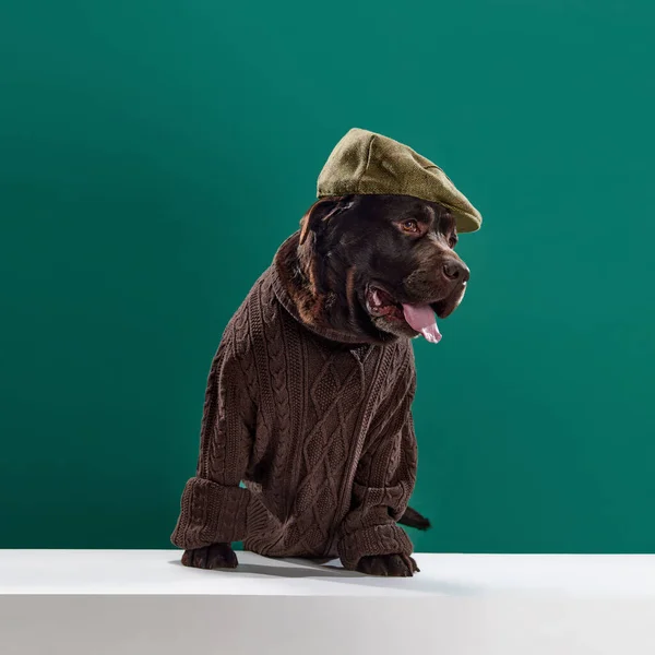 Güzel Çikolata Rengi Labrador Örgü Kahverengi Süveter Şapka Ile Yeşil — Stok fotoğraf