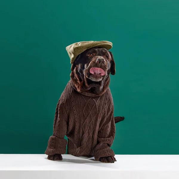 Schöner Schokoladenfarbener Labrador Gestricktem Braunem Pullover Und Mütze Der Mit — Stockfoto